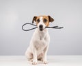 Dog jack russell terrier gnaws on a black usb wire on a white background. Royalty Free Stock Photo