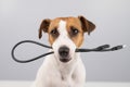 Dog jack russell terrier gnaws on a black usb wire on a white background. Royalty Free Stock Photo