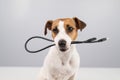 Dog jack russell terrier gnaws on a black usb wire on a white background. Royalty Free Stock Photo