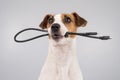 Dog jack russell terrier gnaws on a black usb wire on a white background. Royalty Free Stock Photo