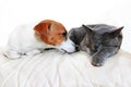 Dog Jack Russell Terrier and a gray cat breed Burmese sleep on a white sofa muzzles to each other in a white room, upright