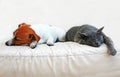 Dog Jack Russell Terrier and a gray cat breed Burmese sleep on a white sofa turned away from each other in a white room