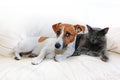 Dog jack russell terrier and gray cat sit on a white sofa after pranks guilty, on a white background