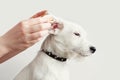 Dog Jack Russell Terrier having ear examination at veterinary clinic. Woman cleaning dogs ear at grooming salon. White background Royalty Free Stock Photo