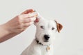 Dog Jack Russell Terrier having ear examination at veterinary clinic. Woman cleaning dogs ear at grooming salon. White background