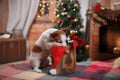 Dog Jack Russell Terrier holiday, Christmas