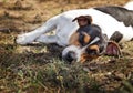 The dog Jack Russell Terrier is laying on a grass