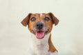 Dog jack russell terrier looking at camera on white background Royalty Free Stock Photo