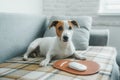 Dog Jack Russell terrier lying on the bed in front of a computer mouse with mousepad