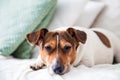 Dog Jack Russell Terrier is lying on sofa. Royalty Free Stock Photo