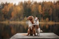 Dog Jack Russell Terrier and Nova Scotia duck tolling Retriever