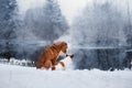 Dog Jack Russell Terrier and a Nova Scotia Duck Tolling Retriever outdoors Royalty Free Stock Photo