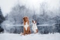 Dog Jack Russell Terrier and a Nova Scotia Duck Tolling Retriever outdoors Royalty Free Stock Photo