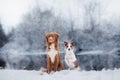 Dog Jack Russell Terrier and a Nova Scotia Duck Tolling Retriever outdoors Royalty Free Stock Photo