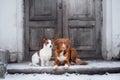 Dog Jack Russell Terrier and a Nova Scotia Duck Tolling Retriever outdoors Royalty Free Stock Photo
