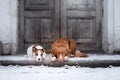 Dog Jack Russell Terrier and a Nova Scotia Duck Tolling Retriever outdoors Royalty Free Stock Photo