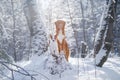 Dog Jack Russell Terrier and a Nova Scotia Duck Tolling Retriever outdoors Royalty Free Stock Photo