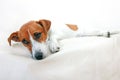 Dog Jack Russell Terrier after poisoning lies on top of the couch on a white background, horizontal