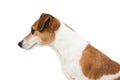 Dog Jack Russell terrier profile Royalty Free Stock Photo