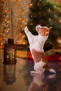 Dog Jack Russell Terrier. Puppy. Christmas,