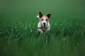 Dog Jack Russell Terrier running on the grass Royalty Free Stock Photo