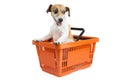 Dog jack russell terrier sitting in a shopping cart Royalty Free Stock Photo