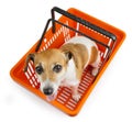 Dog jack russell terrier sitting in a shopping cart Royalty Free Stock Photo