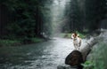 Dog Jack Russell Terrier on the banks of a mountain stream Royalty Free Stock Photo