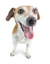 Adorable smiling positive motivation dog face. Royalty Free Stock Photo