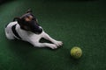 A dog - Jack Russell Terrier waiting playing with tennis ball Royalty Free Stock Photo