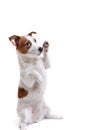 Dog Jack Russell Terrier on a white background Royalty Free Stock Photo