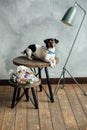 The dog Jack Russell Terrier White with a black and red face with a blue bow tie, lies on a round wooden table next to a wedding b Royalty Free Stock Photo