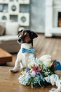 The dog Jack Russell Terrier White with a black and red face with a blue bow tie, is standing with his front paws on a wooden tabl Royalty Free Stock Photo