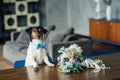 The dog Jack Russell Terrier White with a black and red face with a blue bow tie, is standing with his front paws on a wooden tabl Royalty Free Stock Photo