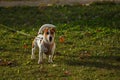 Jack Russell dog for a walk. Royalty Free Stock Photo