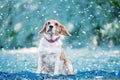 Dog jack russell in the winter park. Royalty Free Stock Photo