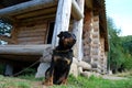 Dog Jagd terrier Royalty Free Stock Photo