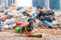 Dog is janitor with broom, volunteer at garbage dump Plastic problem, recycling Royalty Free Stock Photo