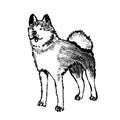 Dog japanese akita inu, cute domestic pet standing. Wild wolf, nature species, natural animal. Black white monocrome ink