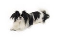 Dog japanese chin