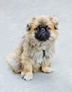 Dog - Japanese Chin Royalty Free Stock Photo