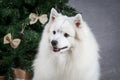 Dog. Japanese white spitz on Christmas background Royalty Free Stock Photo