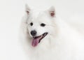 Dog. Japanese white spitz on white background Royalty Free Stock Photo