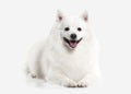 Dog. Japanese white spitz on white background Royalty Free Stock Photo