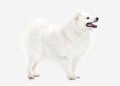 Dog. Japanese white spitz on white background Royalty Free Stock Photo