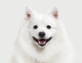 Dog. Japanese white spitz on white background Royalty Free Stock Photo