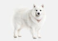 Dog. Japanese white spitz on white background Royalty Free Stock Photo