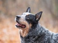 Dog is joking and entertaining the whole family. Healthy and confident dog Royalty Free Stock Photo