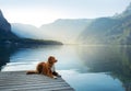 Dog on a journey. Nova Scotia retriever by a mountain lake on a wooden bridge. A trip with a pet to nature