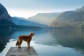 Dog on a journey. Nova Scotia retriever by a mountain lake on a wooden bridge. A trip with a pet to nature